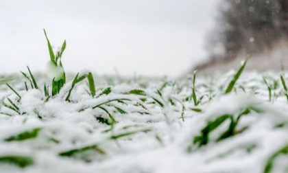 Maltempo, Coldiretti: "La neve è una manna in questo inverno anomalo"