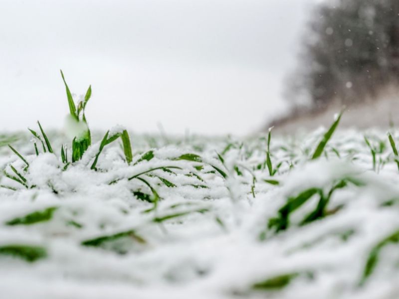 Maltempo, Coldiretti: “La neve è una manna in questo inverno anomalo”