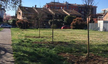 Nuovi alberi piantati a Lodi: 200 piantumature, ecco dove FOTO