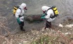 Affiorano dall'acqua le carcasse di quattro vitellini