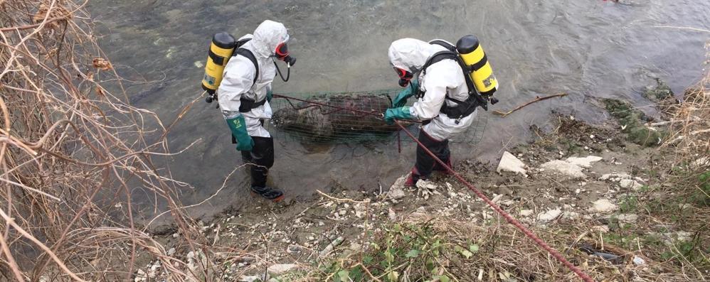 Affiorano dall’acqua le carcasse di quattro vitellini