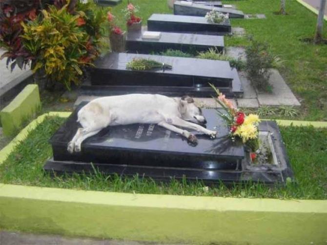 Cani e gatti seppelliti con i padroni: Palazzo Chigi frena la Lombardia