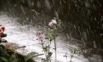 Oggi piove, domani in Lombardia arrivano freddo e vento | Previsioni Meteo