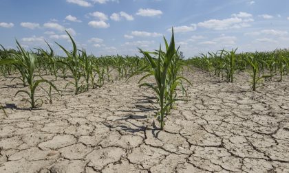 "Siamo senza acqua": dagli agricoltori esposto in procura