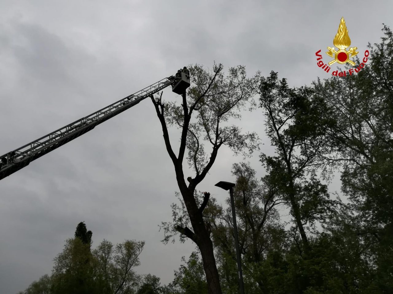 Alberi pericolanti a Lodi: intervengono i Vigili del Fuoco FOTO