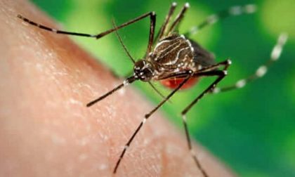 Perché le zanzare pungono? Scoperto nella Bassa il meccanismo “diabolico”
