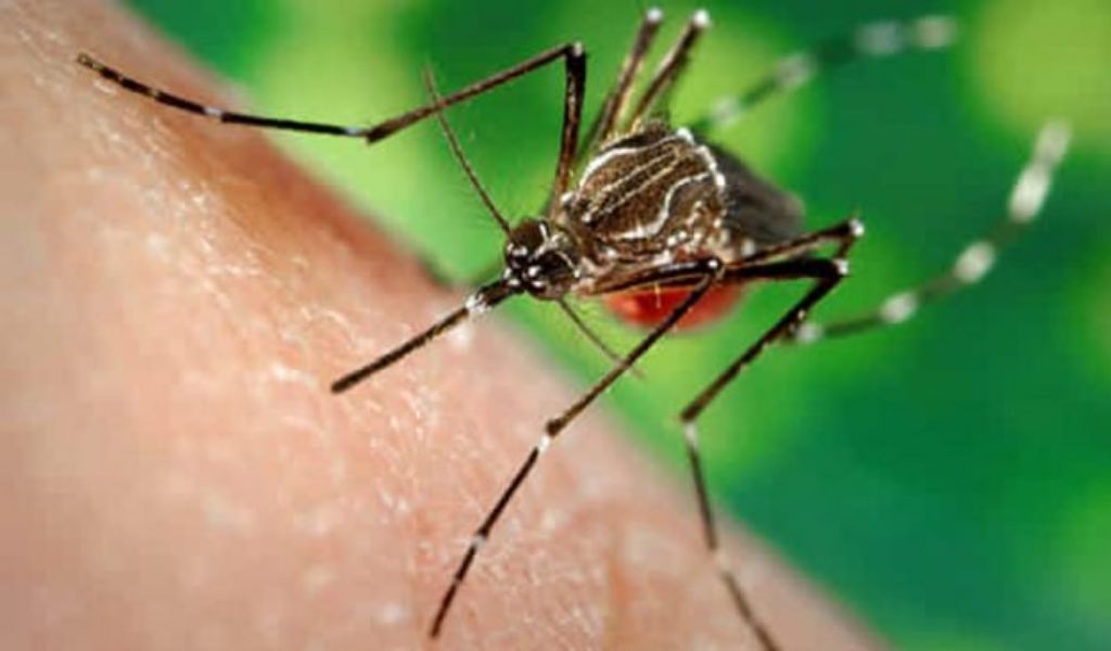 A Lodi parte la disinfestazione: al via gli interventi per limitare la presenza delle zanzare