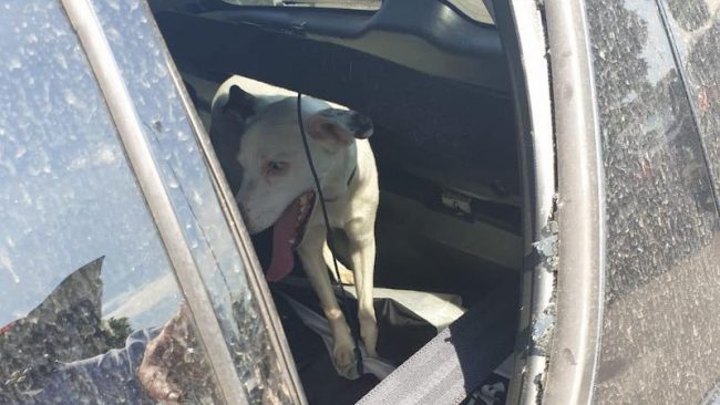 Cane prigioniero nell’auto che è un “forno”: lo liberano i vigili