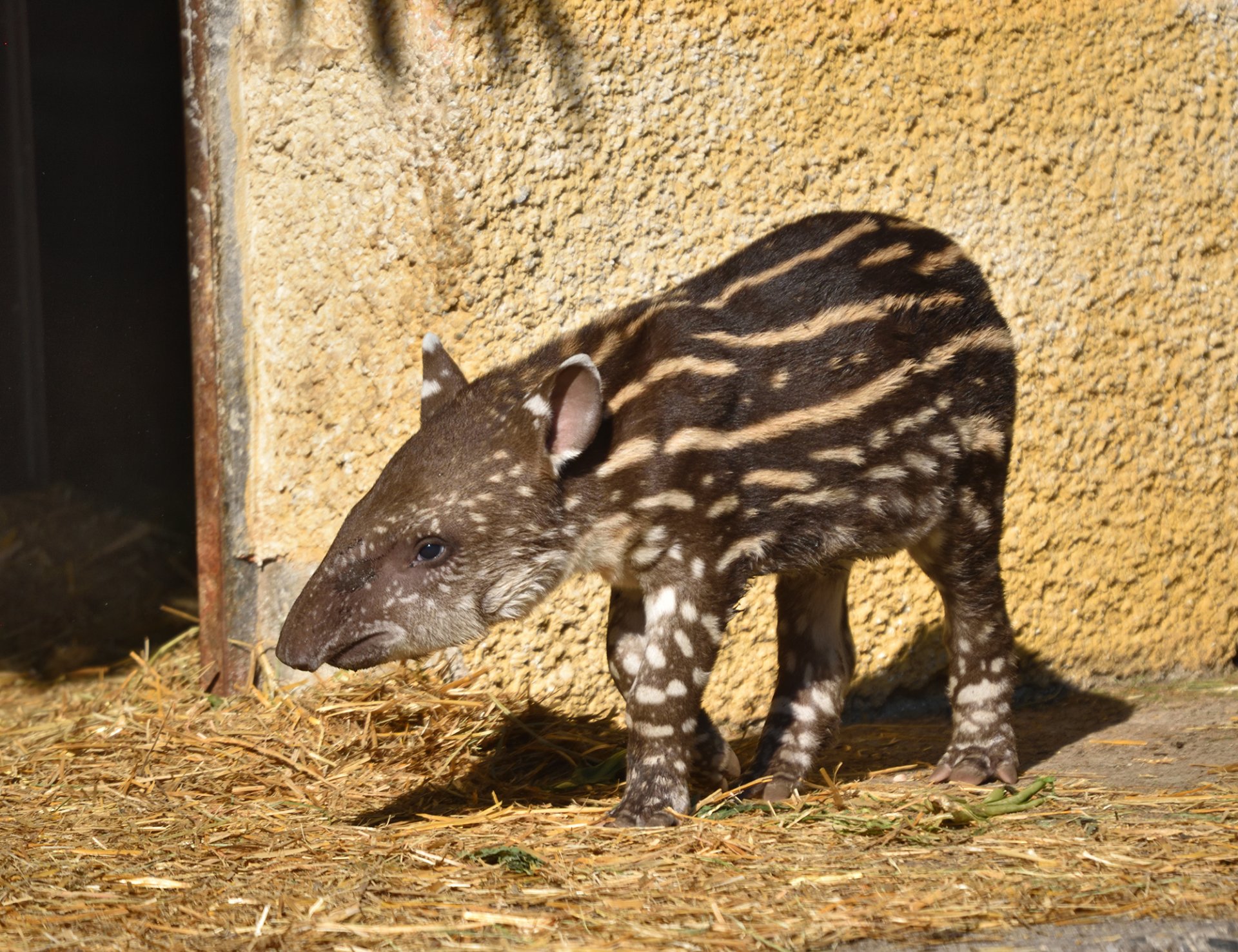 ParcoLeCornelle_-Tapiro-Lodi_-11-06-2019-4