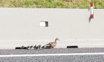 Mamma germana con otto piccoli a spasso in autostrada VIDEO e FOTO