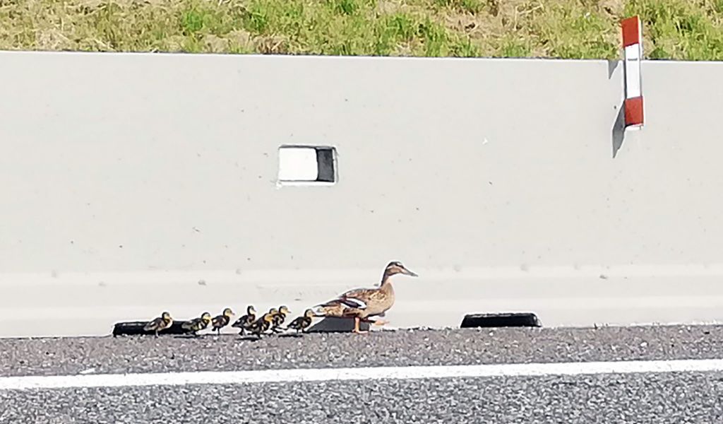 Mamma germana con otto piccoli a spasso in autostrada VIDEO e FOTO