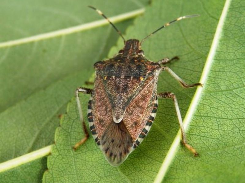 Coldiretti lancia l’allarme: “Danni per un miliardo nei campi italiani per invasione insetti alieni”