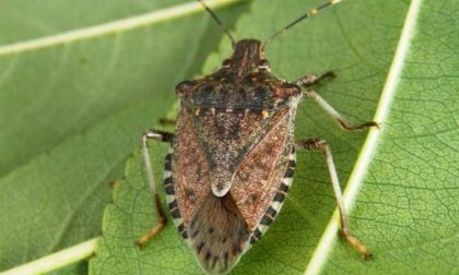 Cimice asiatica: la Regione vuol combatterla con l’aiuto di insetti “lombardi”