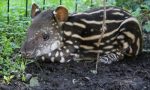 Benvenuta Lodi! Al Parco Le Cornelle è nata una piccola tapira FOTO VIDEO