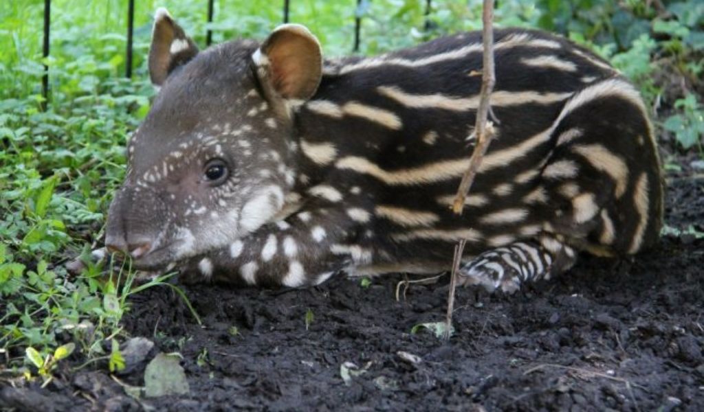 Benvenuta Lodi! Al Parco Le Cornelle è nata una piccola tapira FOTO VIDEO