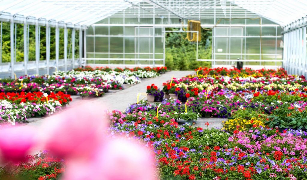 Cresce la filiera delle piante e dei fiori: 1700 imprese tra Milano, Lodi e Monza 