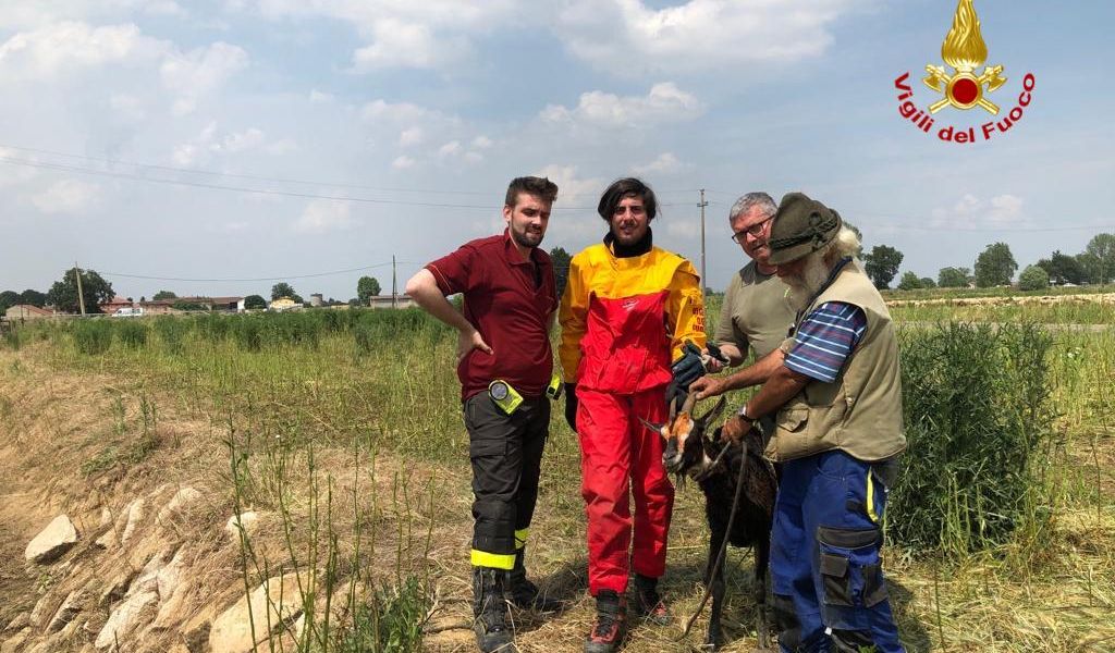 Vigili del fuoco dalla parte degli animali: salvati una capra e un’anatra con pulcini