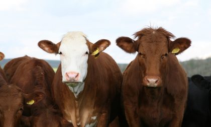 A Lodi e Milano cala la produzione di latte: mucche stressate dal caldo