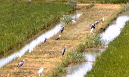 Bracconaggio nel Po: individuati 166 punti di imbarco lungo tutto il fiume, 46 a Lodi