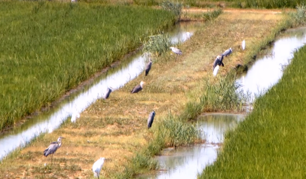 Bracconaggio nel Po: individuati 166 punti di imbarco lungo tutto il fiume, 46 a Lodi