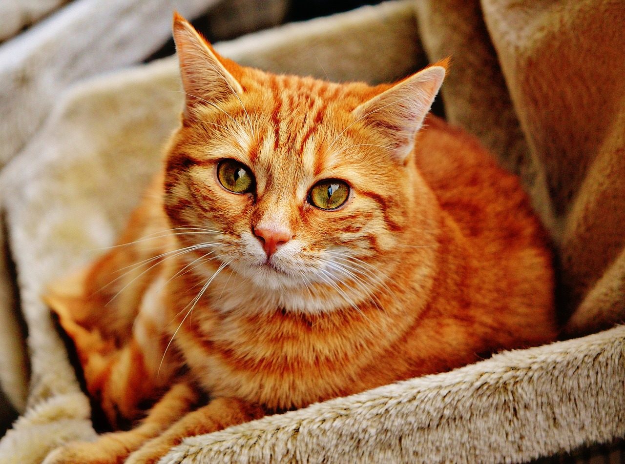 Vanno dal veterinario e scoprono che qualcuno ha strappato le unghie del loro gatto