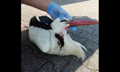 Cicogna Bianca uccisa da un proiettile al collo