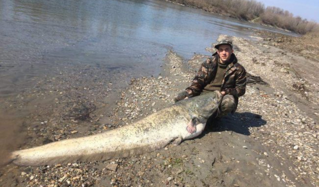 Pesci siluro, le Associazioni di pesca sportiva insorgono: “Gli animali pagano decenni di mal governo”