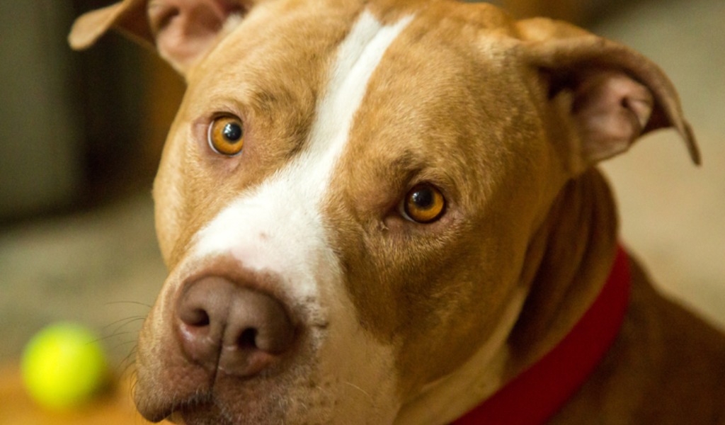 Morto misteriosamente il cane che ha morso il padrone martedì sera