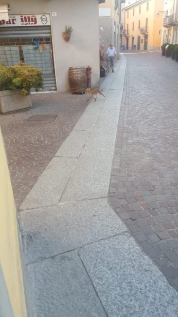 Incontri ravvicinati con la volpe durante la passeggiata in città VIDEO