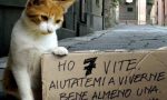 Oggi è la Giornata mondiale del gatto VIDEO | Test: e tu che micio sei?