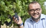 - 20%di produzione dei grappoli causa maltempo, Rolfi: "Puntiamo sulla qualità e distintività del vino"