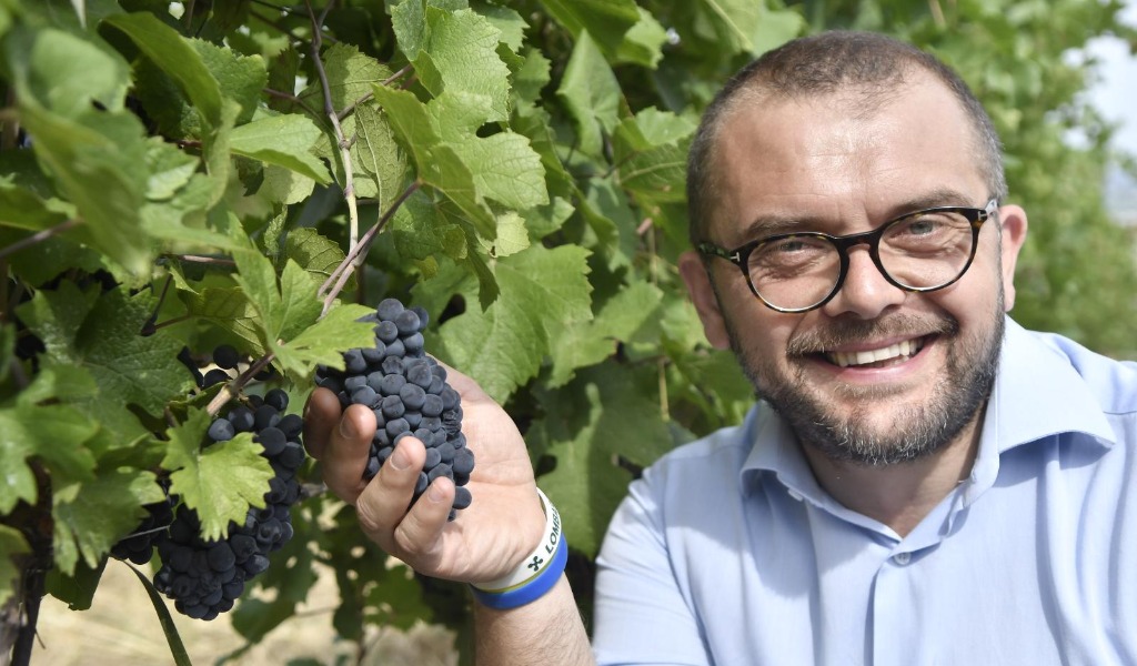 – 20%di produzione dei grappoli causa maltempo, Rolfi: “Puntiamo sulla qualità e distintività del vino”