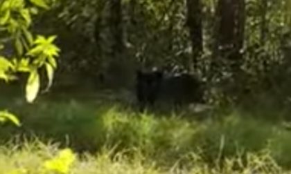 Ritorna l'allarme pantera a Cremona: il felino ripreso in un video