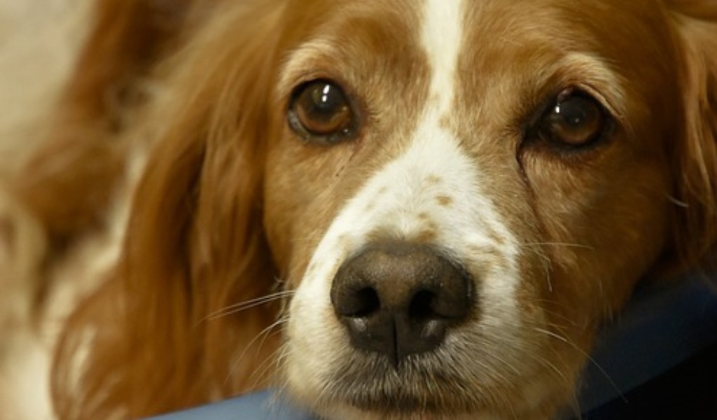3 cani scappano dal cancello e attaccano un passante con il proprio breton