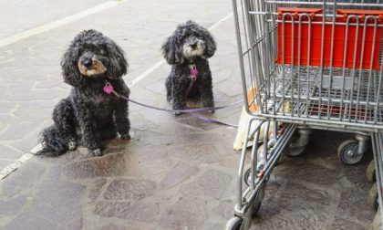 Abbandona il cane legandolo al carrello del supermercato, è caccia all’autore del gesto