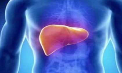 Una ricerca scopre l’origine del fegato grasso nell’intestino