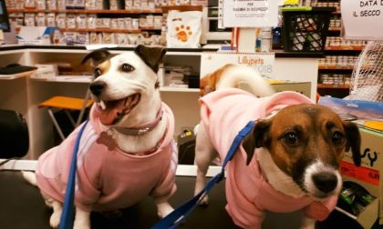 Il Gigante assorbirà anche Lillypets? In bilico le sorti dei dipendenti