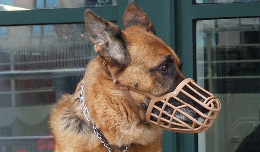 Dopo la morte di Pippo arriva l’ordinanza per scongiurare future aggressioni di cani
