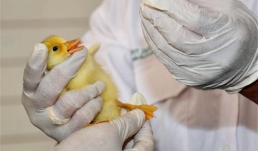 L’allarme nel Lodigiano: tanti allevamenti, pochi veterinari
