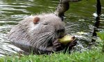 Per contenere l'invasione s'inventano la Sagra della Nutria, ma l'Asl dice no