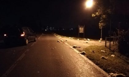 Strage di polli per strada, ecco cos’è successo FOTO VIDEO