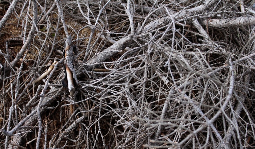 Ritiro del verde a Crema: stop dal 2 dicembre 2019, solo su prenotazione