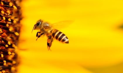 Il Parco Adda Sud ha aderito al progetto per le scuole "Le api e i fiori"
