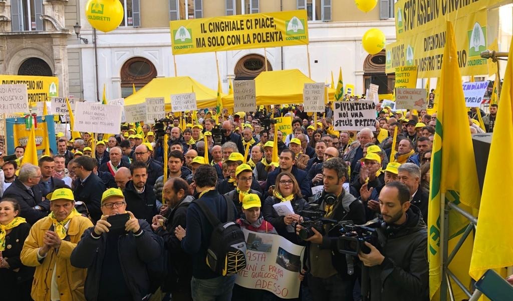 Allarme cinghiali, oggi gli agricoltori in piazza: “Basta rimpallo di responsabilità!”