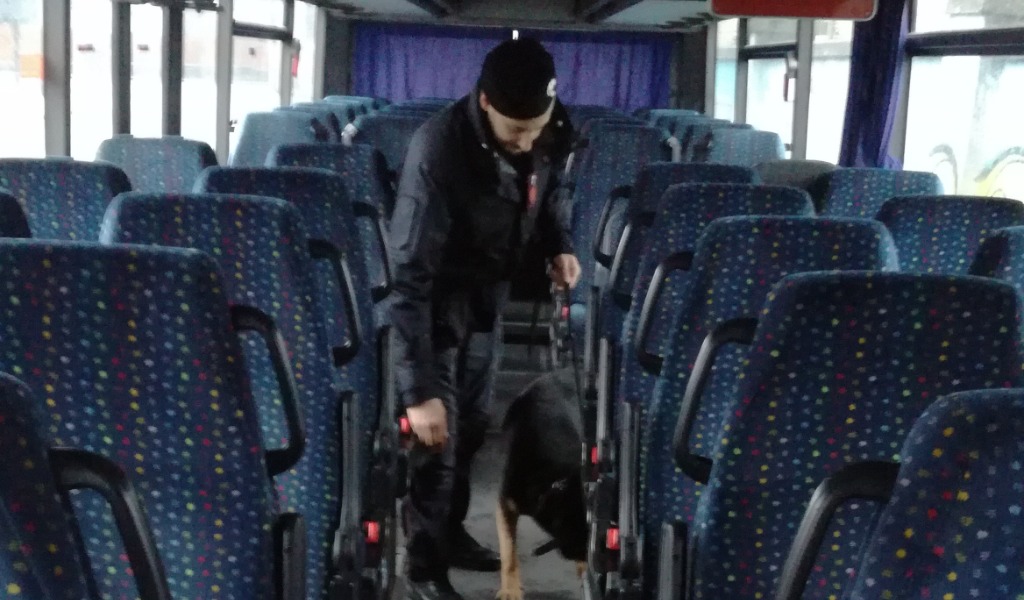 Il cane Denver all’opera per trovare droga sui pullman scolastici