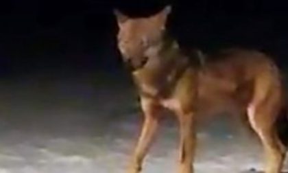 Filmato un lupo a Bormio? VIDEO SPETTACOLARE