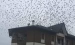 Stormi di uccelli nei cieli della Bassa, ecco perché VIDEO