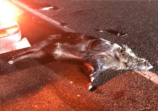 Cinghiale investito fra Spino e Zelo Buon Persico