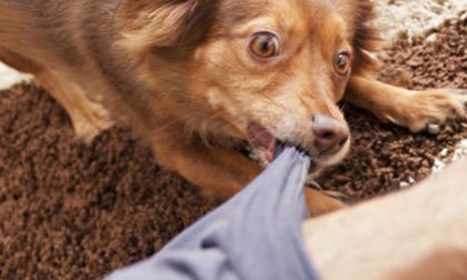 Bimba di 18 mesi assalita dal cane di casa, grave in ospedale