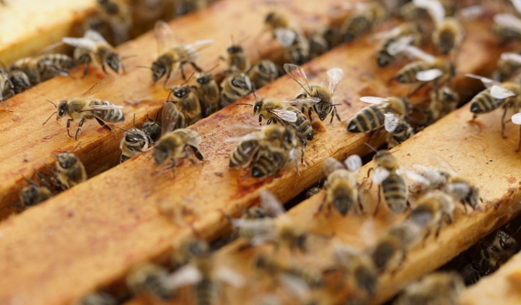 Apicoltura, Rolfi: accordo con associazioni produttori